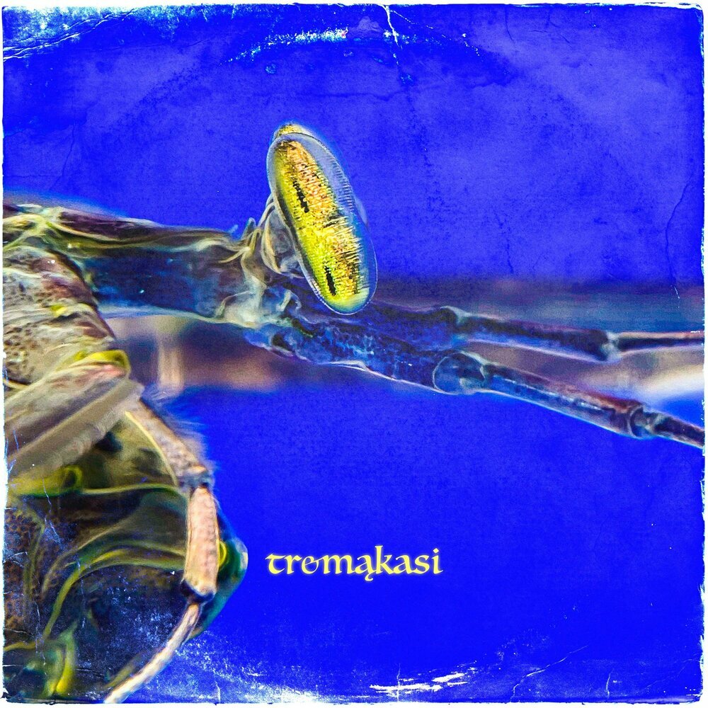 tremakasi — crawling bug stinging bee